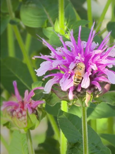 Honey bee on wildflowers